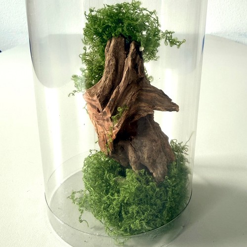 Garnalenboom 2.0